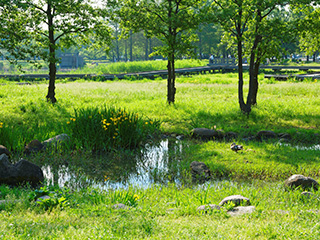 しょうぶ沼公園